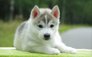 Preview wallpaper puppy, husky, down, cute