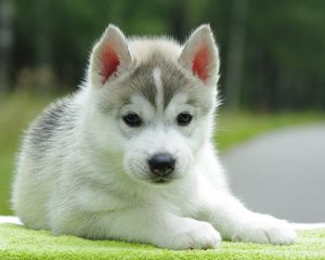 Preview wallpaper puppy, husky, down, cute