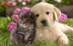 Preview wallpaper puppy, kitten, grass, flowers, couple, friendship