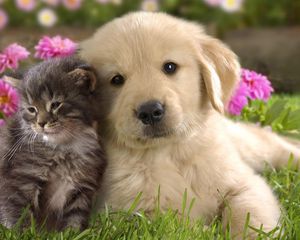 Preview wallpaper puppy, kitten, grass, flowers, couple, friendship