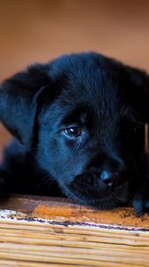 Preview wallpaper puppy, labrador, retriever, look