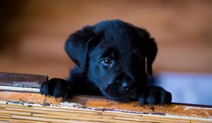 Preview wallpaper puppy, labrador, retriever, look