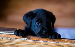 Preview wallpaper puppy, labrador, retriever, look