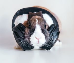 Preview wallpaper rabbit, headphones, music, audio