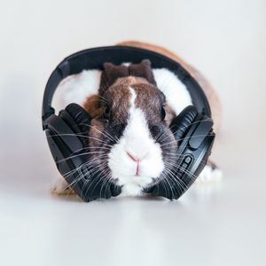 Preview wallpaper rabbit, headphones, music, audio