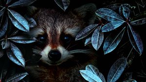 Preview wallpaper raccoon, leaves, disguise