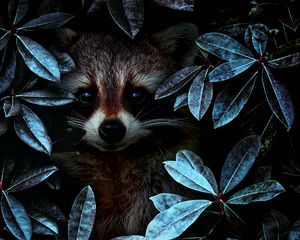 Preview wallpaper raccoon, leaves, disguise