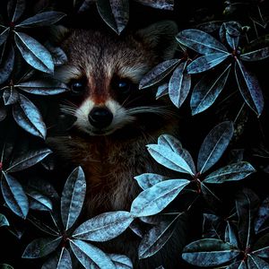 Preview wallpaper raccoon, leaves, disguise