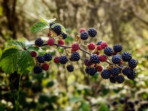 Preview wallpaper raspberries, blackberries, berries, branch