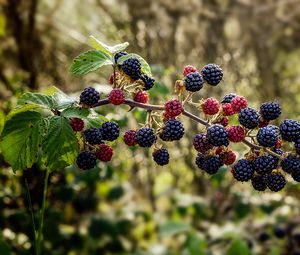 Preview wallpaper raspberries, blackberries, berries, branch