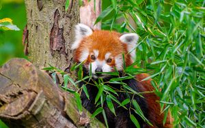 Preview wallpaper red panda, wildlife, leaves, log