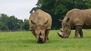 Preview wallpaper rhino, couple, food, grass