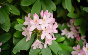 Preview wallpaper rhododendron, flowers, petals, plant