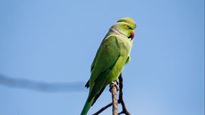 Preview wallpaper ringed parakeets, parrots, birds, branches, sky