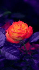 Preview wallpaper rose, bud, orange, purple