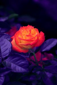 Preview wallpaper rose, bud, orange, purple