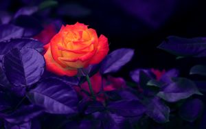 Preview wallpaper rose, bud, orange, purple