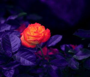 Preview wallpaper rose, bud, orange, purple