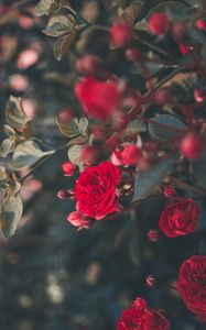 Preview wallpaper rose, bush, bloom, garden, red, blur