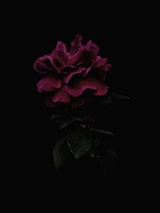 Preview wallpaper rose, flower, pink, dark