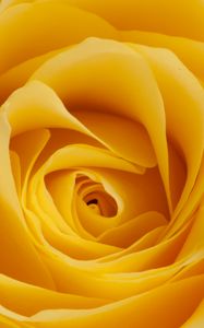 Preview wallpaper rose, yellow, bud, petals, macro