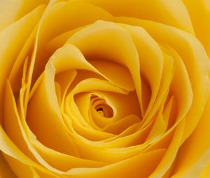 Preview wallpaper rose, yellow, bud, petals, macro