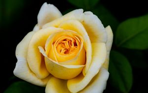 Preview wallpaper rose, yellow, petals, flower, macro