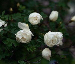 Preview wallpaper roses, twigs, white, petals, buds