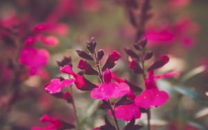 Preview wallpaper sage, flowers, petals, plant