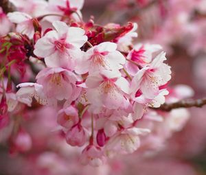 Preview wallpaper sakura, flowering, branch, flowers, blur