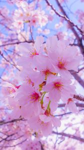 Preview wallpaper sakura, flowers, bloom, spring, pink