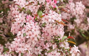 Preview wallpaper sakura, flowers, petals, pink, macro