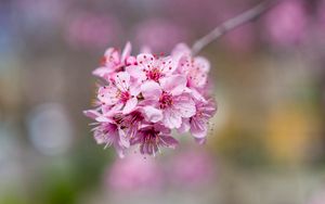 Preview wallpaper sakura, flowers, petals, pink, branch, blur