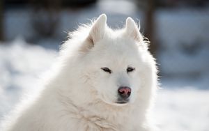 Preview wallpaper samoyed, dog, pet, fluffy, white