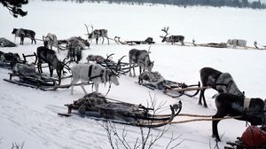 Preview wallpaper snow, deer, sledge, team, transport, north pole