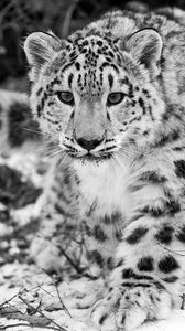 Preview wallpaper snow leopard, snow, hunting, attention, black and white