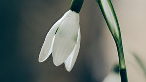 Preview wallpaper snowdrop, flower, petals, leaves, macro