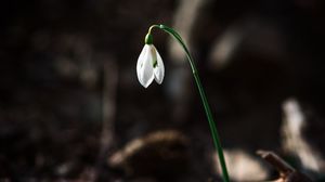 Preview wallpaper snowdrop, flower, white, spring, bloom