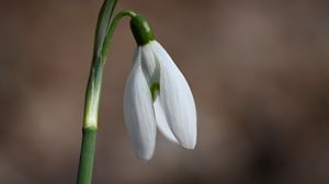 Preview wallpaper snowdrop, petals, flower, spring