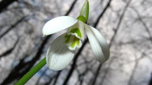 Preview wallpaper snowdrop, white, green, flower, stem