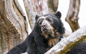 Preview wallpaper spectacled bear, bear, animal, wildlife