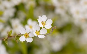 Preview wallpaper spirea, flowers, white, macro, blur