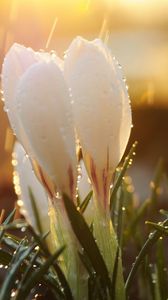 Preview wallpaper spring, snowdrops, flowers, buds, drops, sun, glare