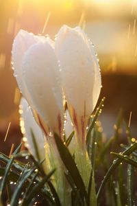 Preview wallpaper spring, snowdrops, flowers, buds, drops, sun, glare