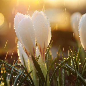 Preview wallpaper spring, snowdrops, flowers, buds, drops, sun, glare