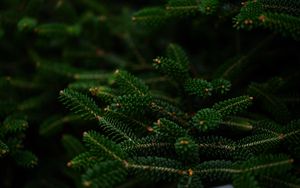 Preview wallpaper spruce, branches, macro, needles, green