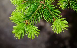 Preview wallpaper spruce, tree, branch, needles, macro