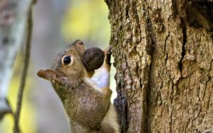 Preview wallpaper squirrel, nut, bark, tree, wildlife