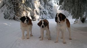 Preview wallpaper st bernard, family, puppy, snow, road, walk