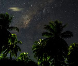 Preview wallpaper starry sky, palm trees, branches, leaves, night